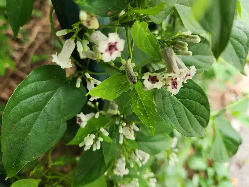 계요등