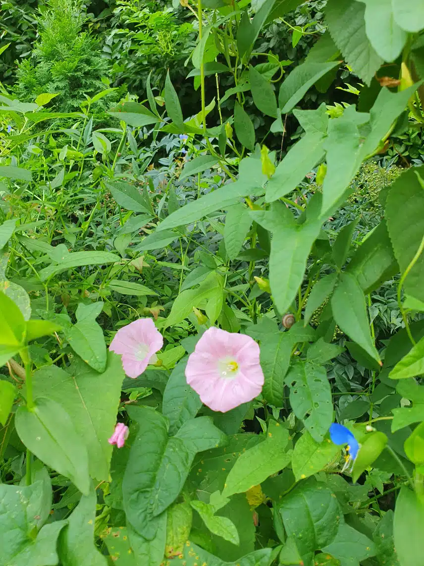 나팔꽃