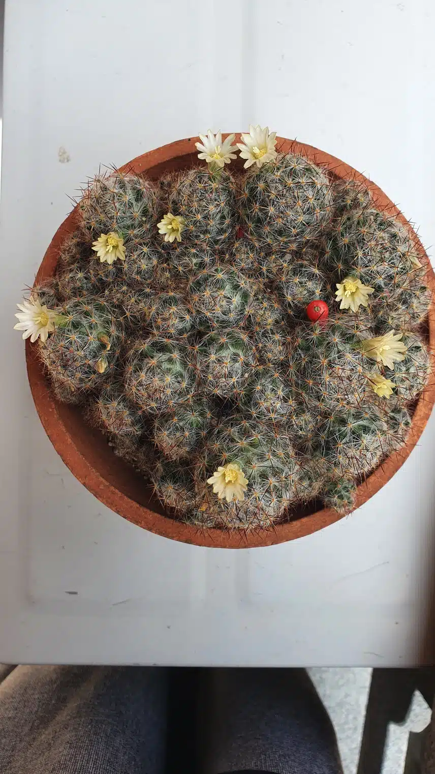 선인장