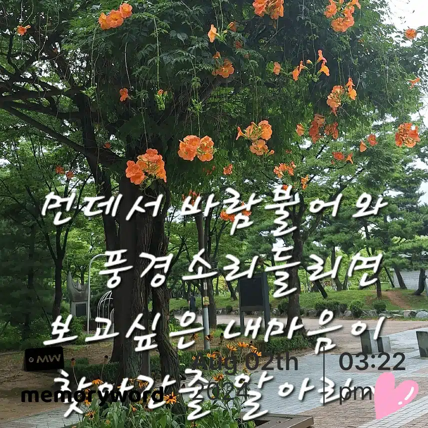 능소화