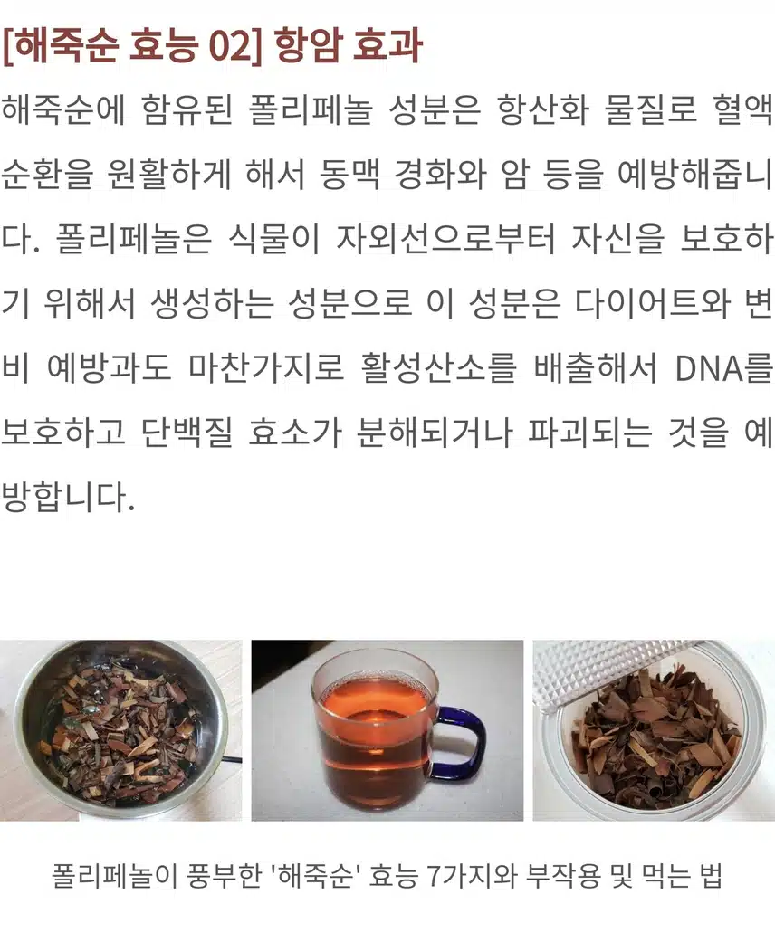 폴리페놀 고함량 ! 해죽순에 대한 모든 것