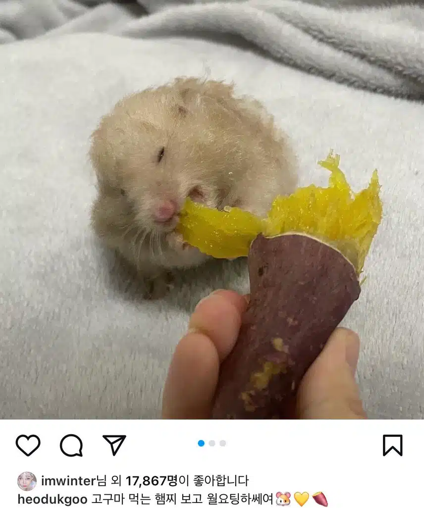 고구마 먹는 햄스터 사진에 좋아요 누른 윈터