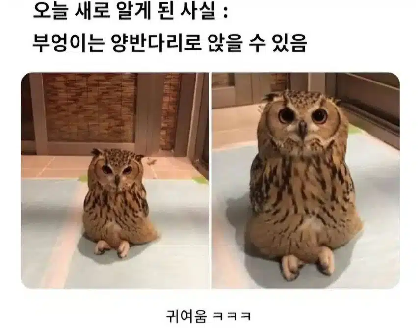 부엉이의 놀라운 사실