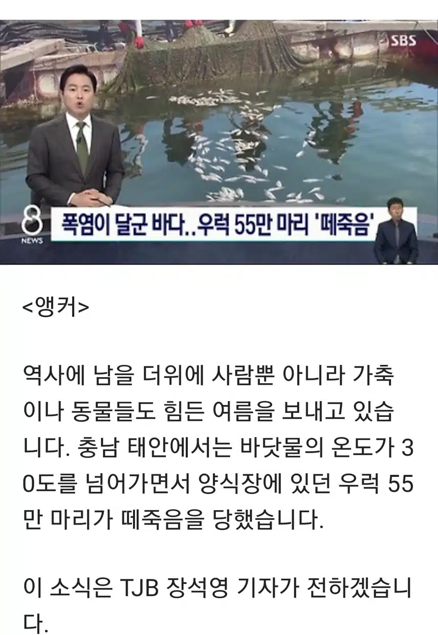 수온 30도 넘긴 태안 '비상'…우럭 55만 마리 '떼죽음'