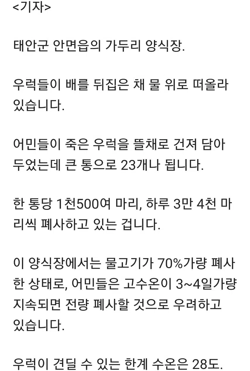 수온 30도 넘긴 태안 '비상'…우럭 55만 마리 '떼죽음'