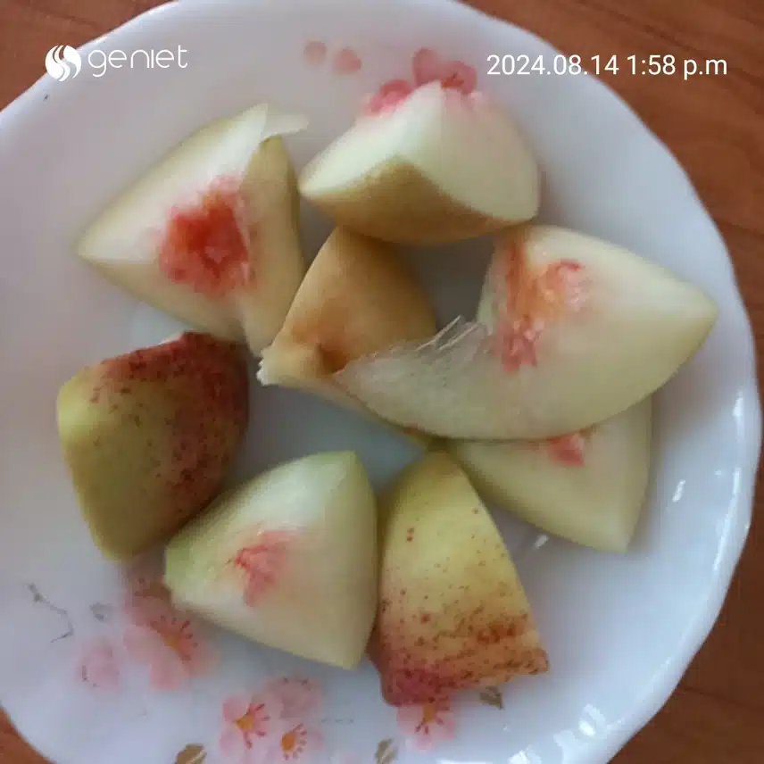 어제 시골 큰집서 따온 복숭아~