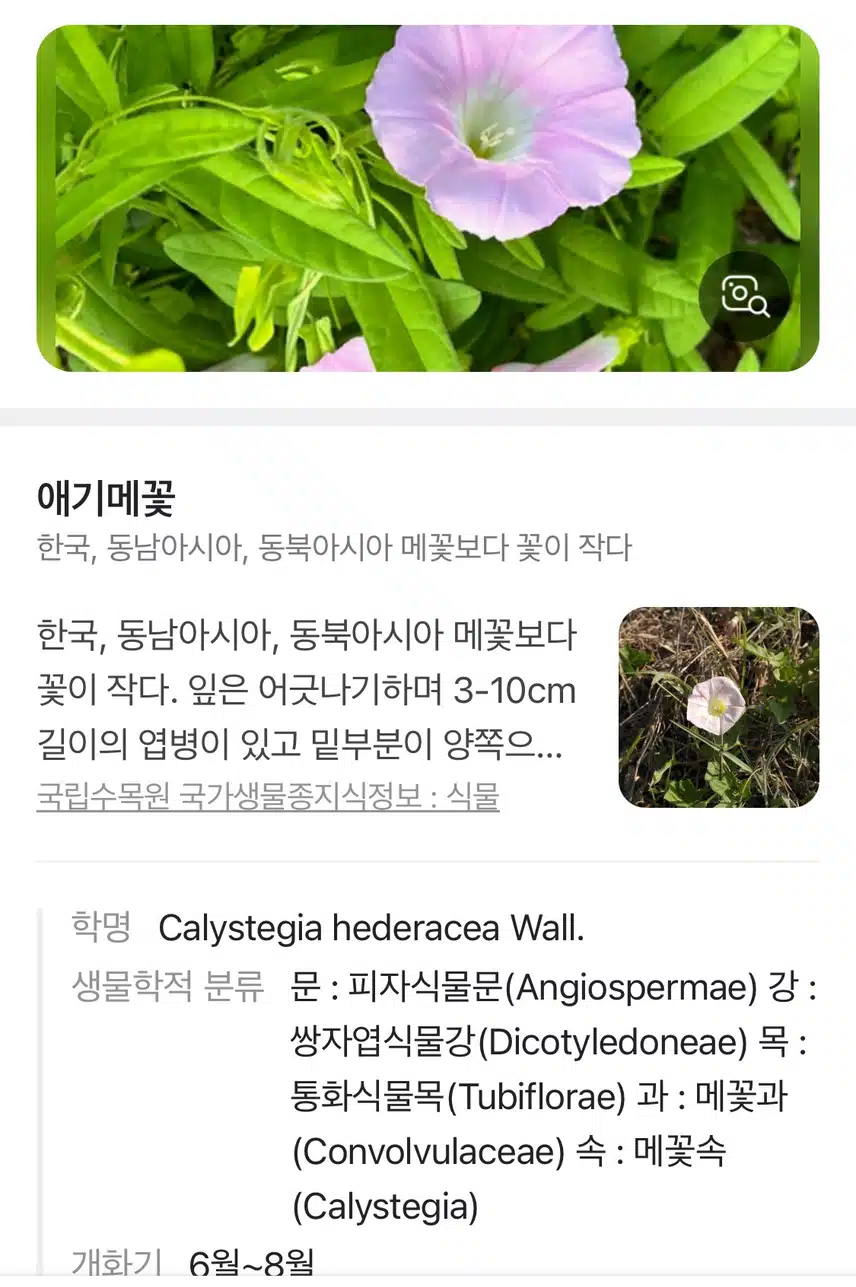 👁️아침 힐링 메꽃