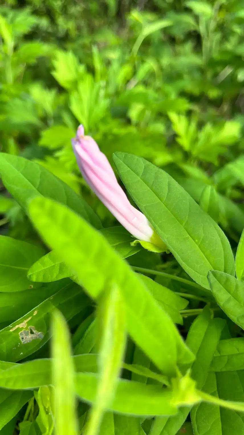 👁️아침 힐링 메꽃