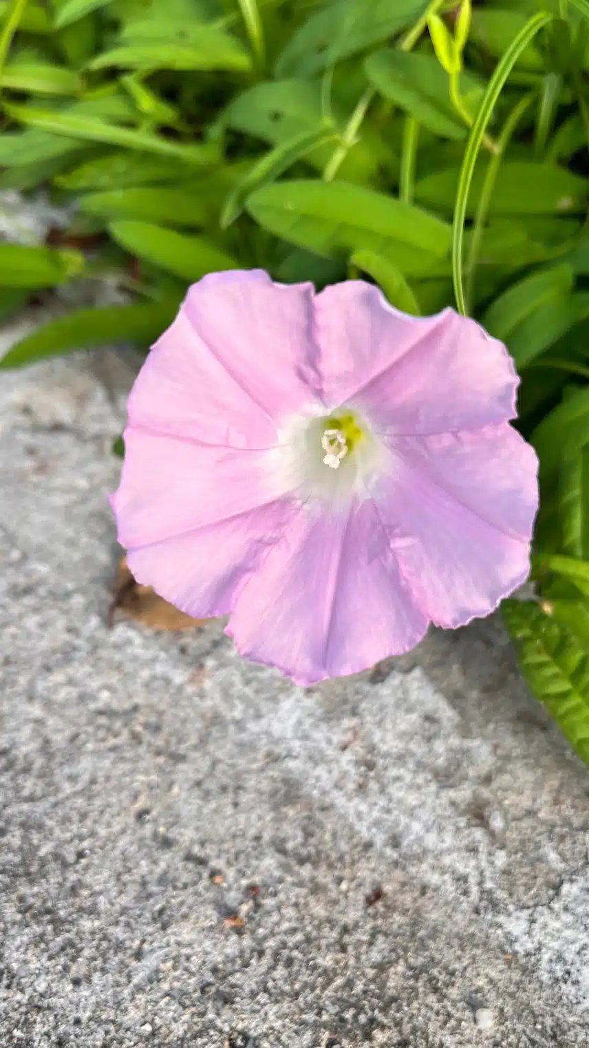 👁️아침 힐링 메꽃