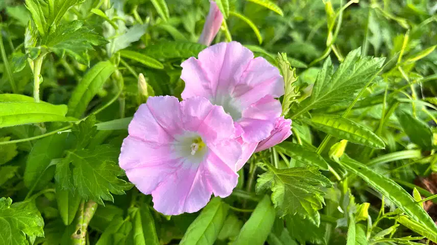 👁️아침 힐링 메꽃