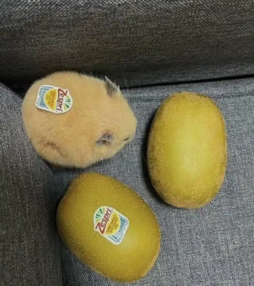 어떤게 햄스터일까요?🤔🤔