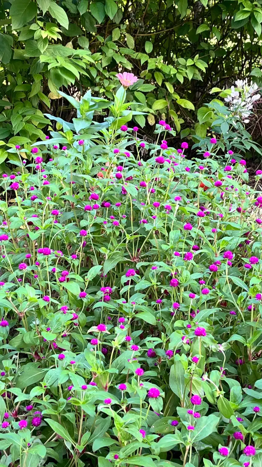 할머니 🌷 꽃밭
