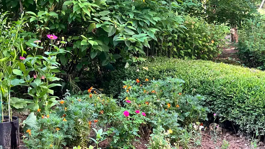 할머니 🌷 꽃밭
