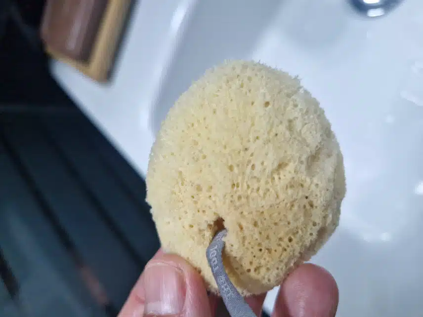 천연해면스폰지 