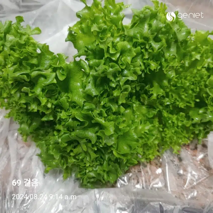 아침 그린샐러드🥗