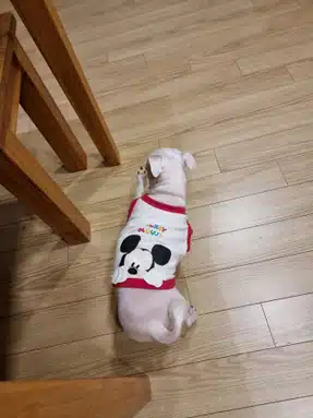 우리집 자두예요