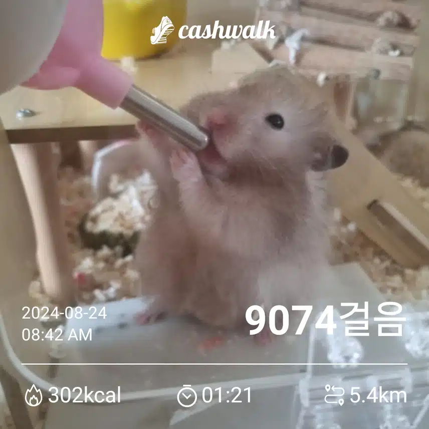 울집  햄스터