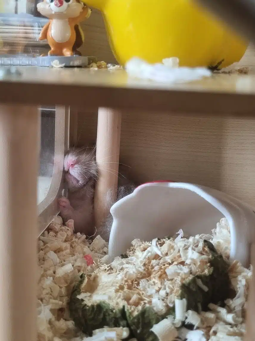 울집  햄스터