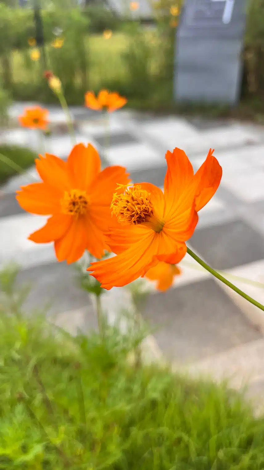 👁️아침 힐링 꽃🌷