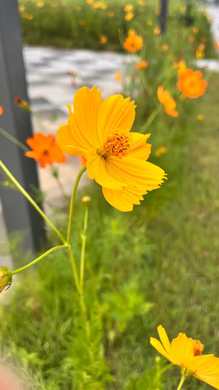 👁️아침 힐링 꽃🌷