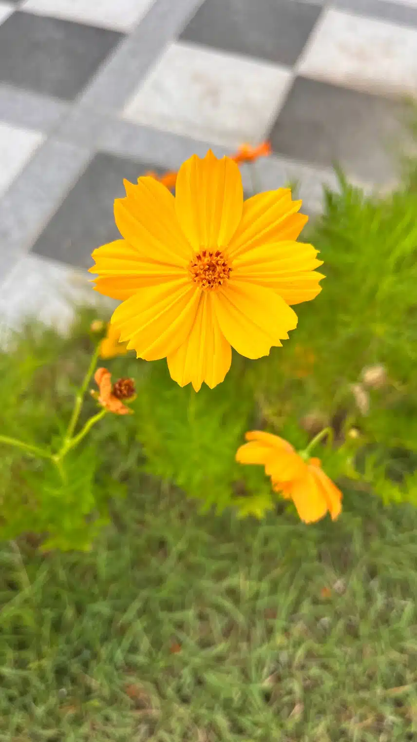 👁️아침 힐링 꽃🌷