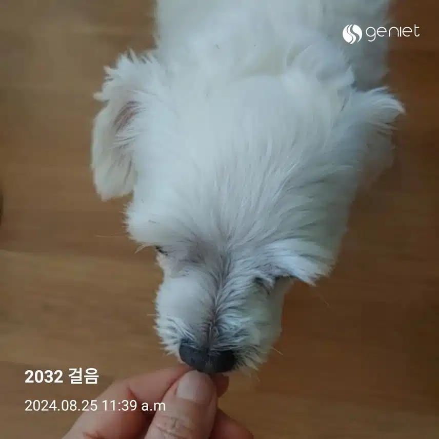 간식