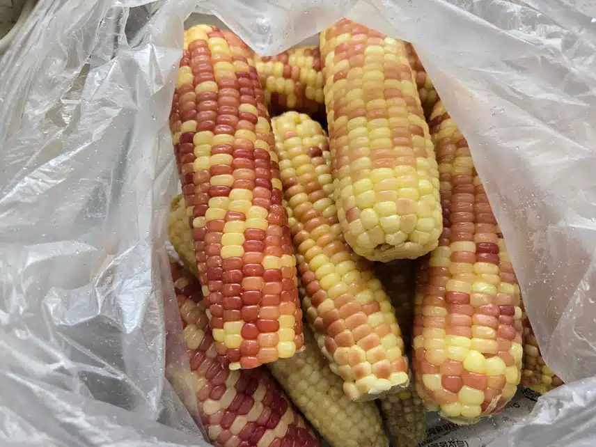 8/27(화)헬시딜:옥수수는 처음사요🌽