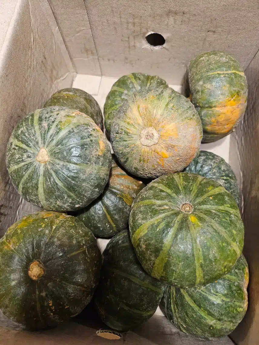 단호박 와서 정리했어요 🥰