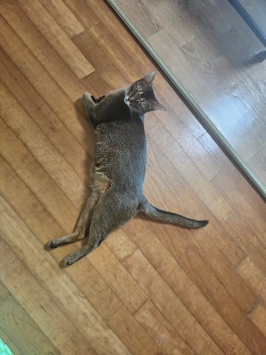유미