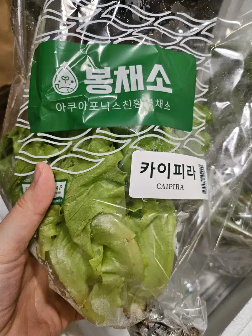 아쿠아포닉스 무농약 샐러드 쌈채소 3구 세트 추천합니다💗 활용법^^