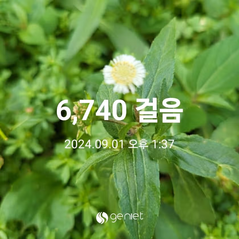 식후 걷기