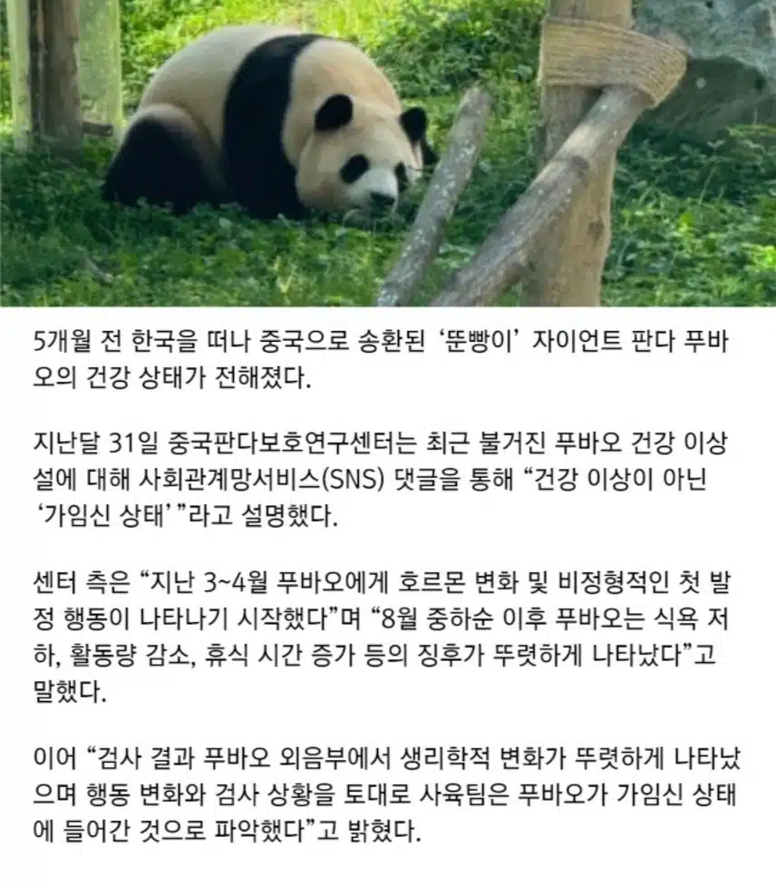 중국으로 간 푸바오 가임신 