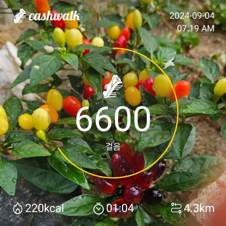 인증