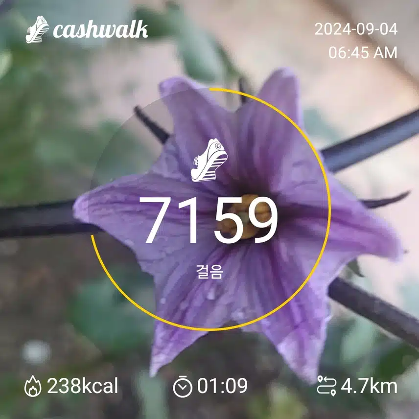 관절튼튼한 걷기 챌린지