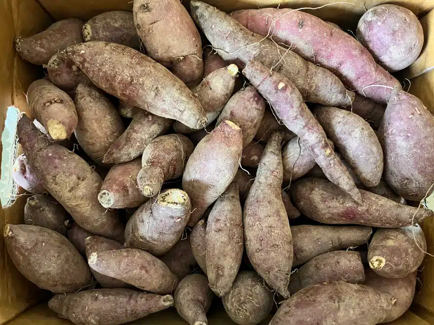 핼시딜 해남 🍠꿀 고구마 한입 2키로 실패