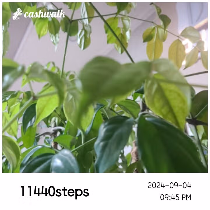 인증