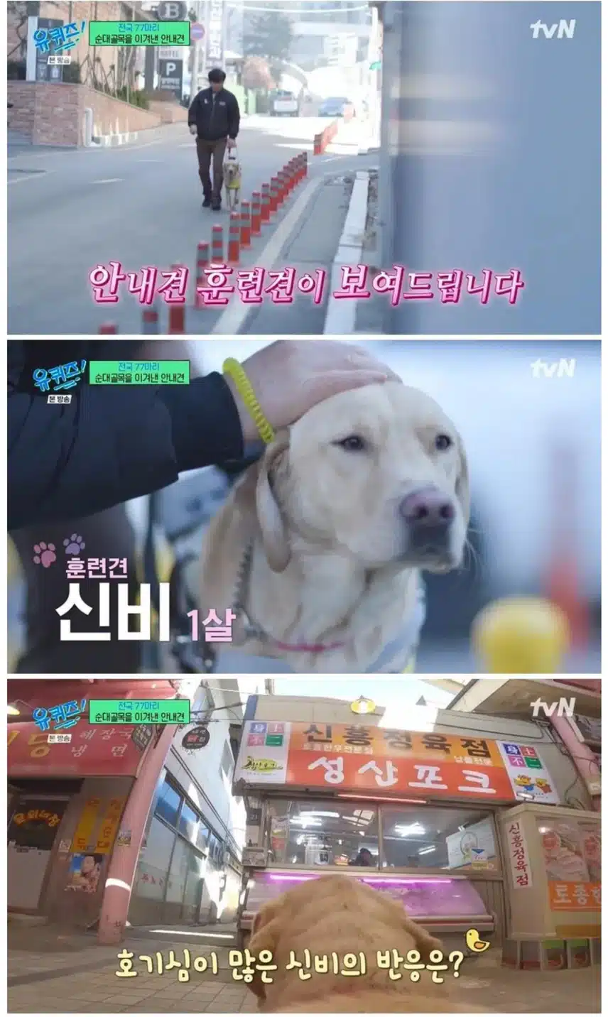 안내견 마지막 최종 테스트