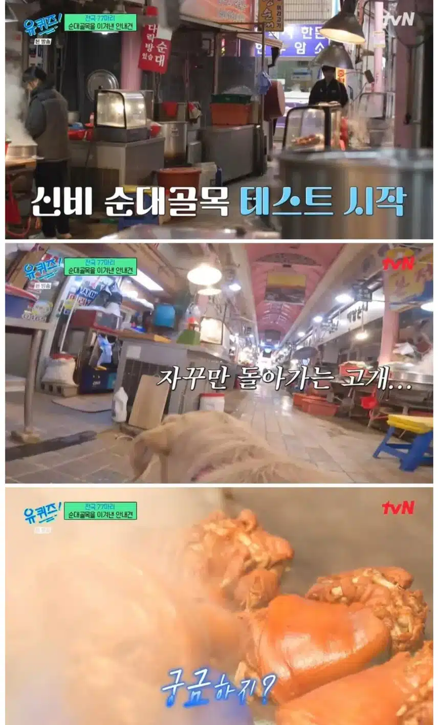 안내견 마지막 최종 테스트