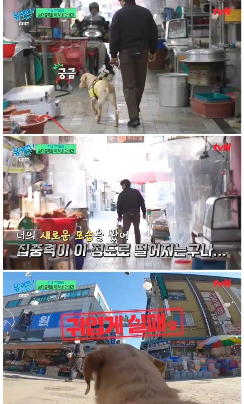 안내견 마지막 최종 테스트