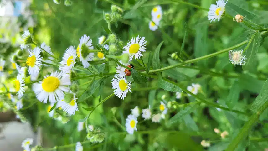 나비 🦋 랑 무당벌레 🐞 
