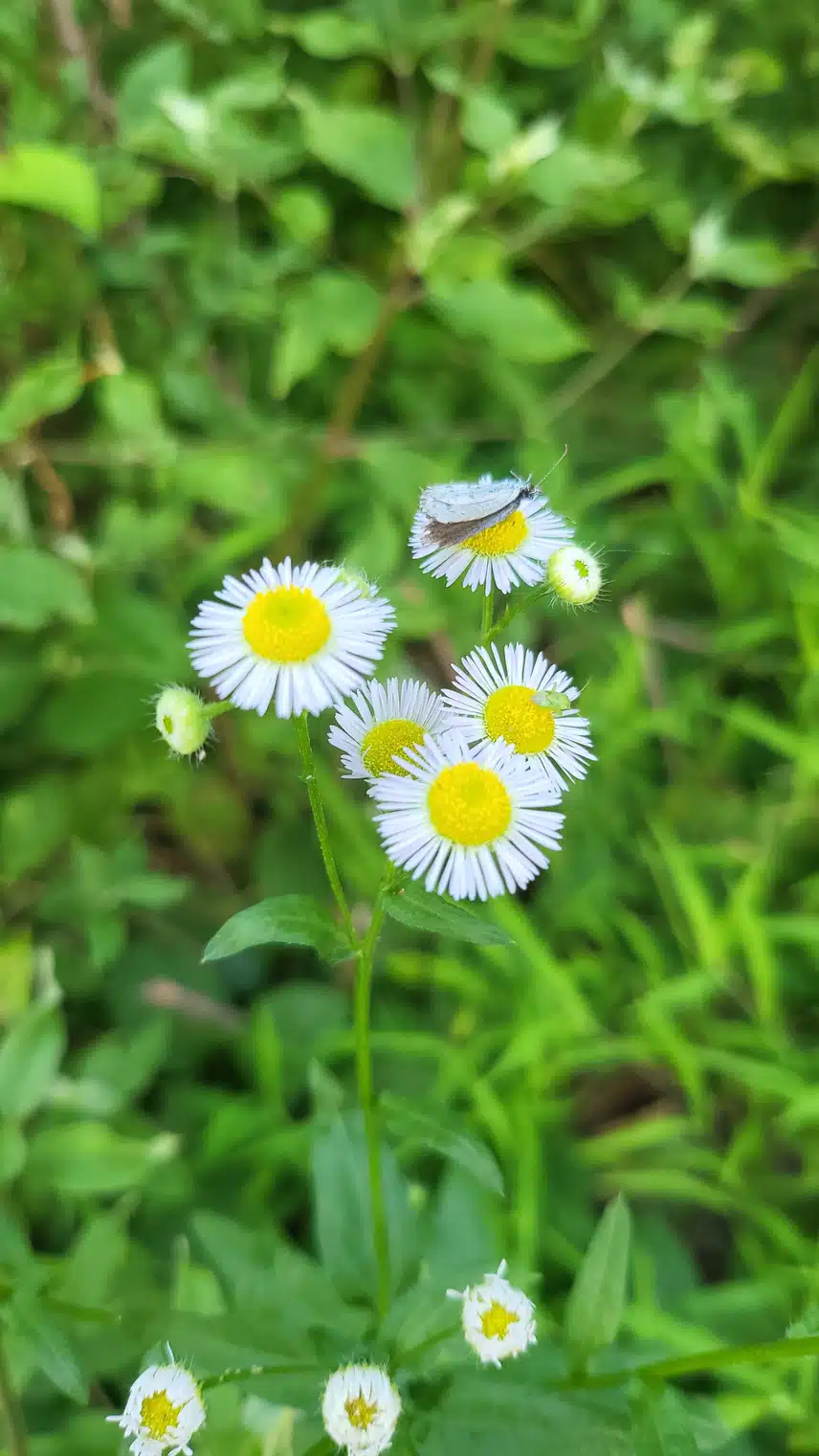 나비 🦋 랑 무당벌레 🐞 