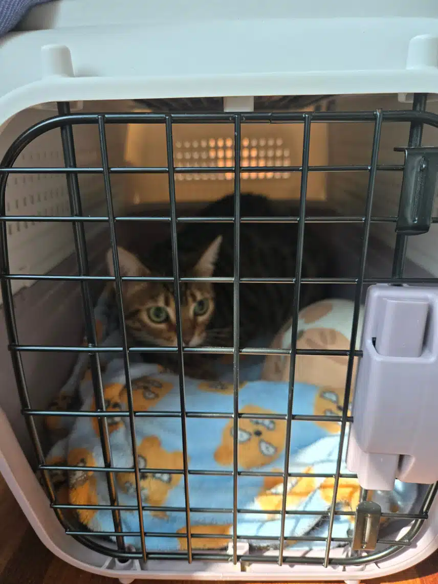 9/8(일)우리 냥이 주사 맞는날!!