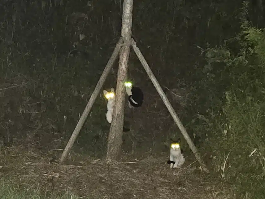 길냥이