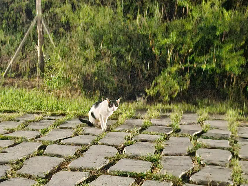 길냥이