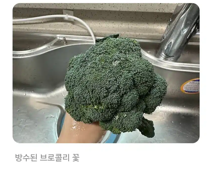 브로콜리 이렇게 세척하면 농약 다 먹는 거라고?!