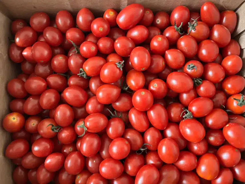 🍅방울토마토 2키로