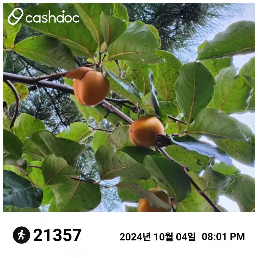 금요일 최종 걸음수 