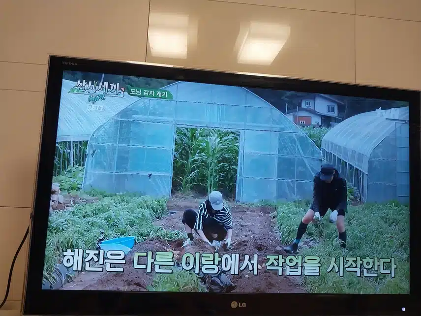 삼시세끼  감자