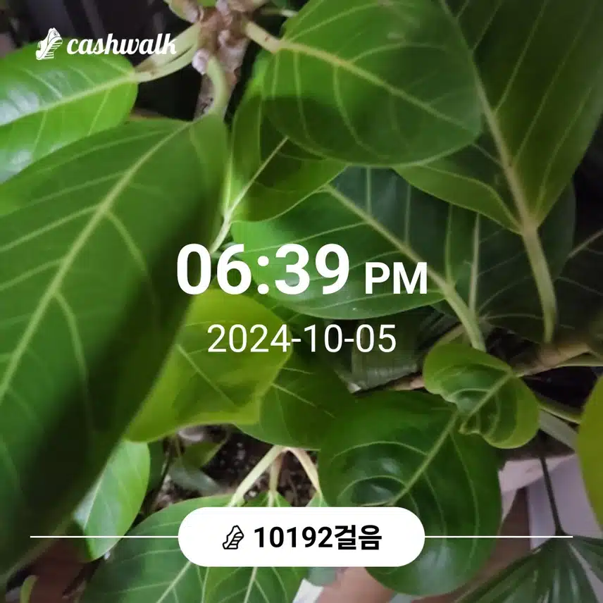 만보걷기운동 선선해서 좋았어요 