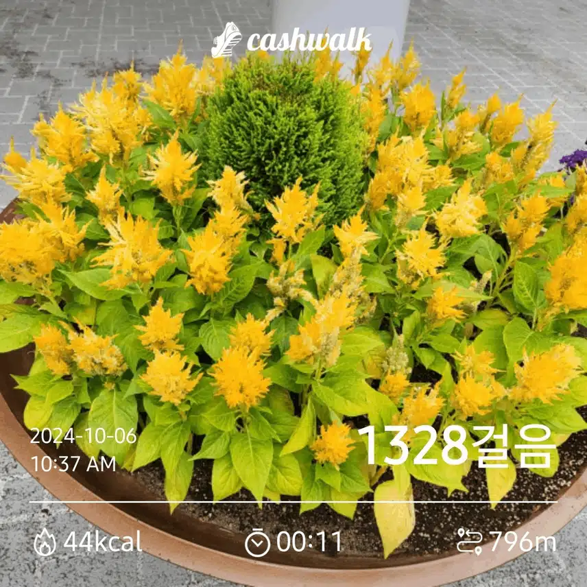 주변 산책 하다보니 아름다운 꽃들이 줄줄